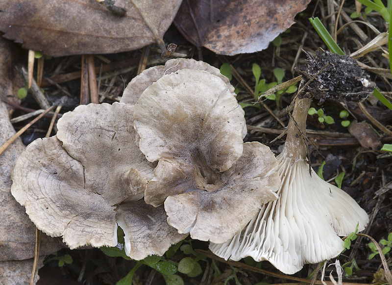 Clitocybe collina